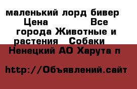 маленький лорд бивер › Цена ­ 10 000 - Все города Животные и растения » Собаки   . Ненецкий АО,Харута п.